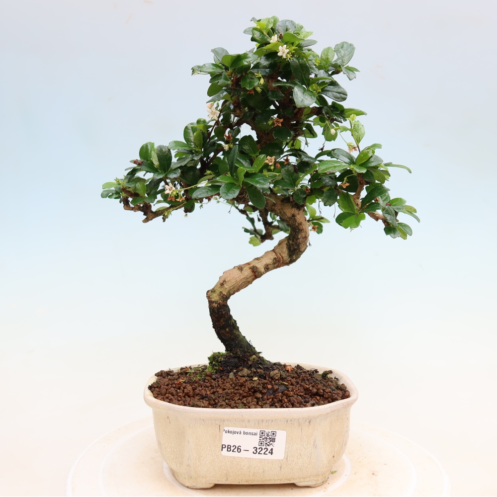 Izbové bonsaje - Carmona macrophylla - Tea fuki