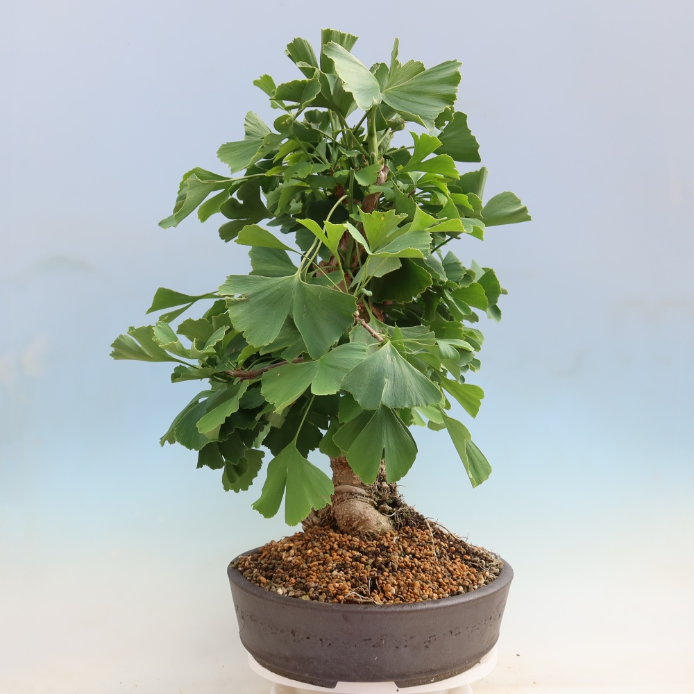 Vonkajšie bonsaje - Ginkgo biloba - Ginkgo biloba