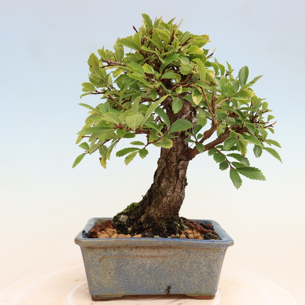 Vonkajšie bonsaje - Zelkova - Zelkova NIRE