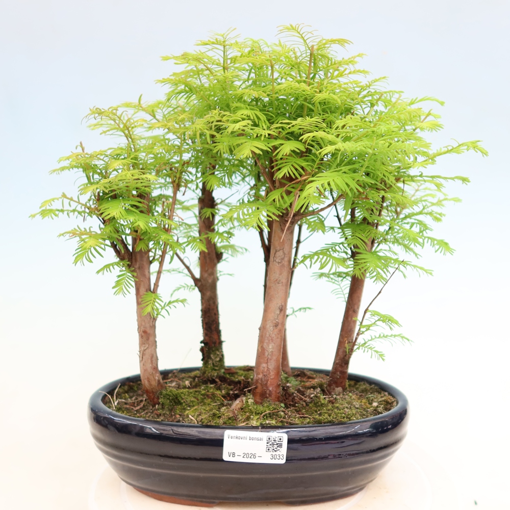 Vonkajší bonsai – Metasequoia glyptostroboides – čínska metasekvoja – hájik