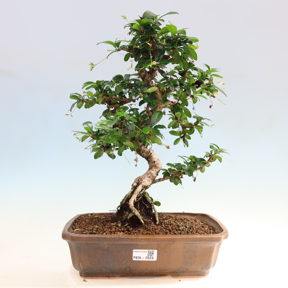 Izbové bonsaje - Carmona macrophylla - Tea fuki