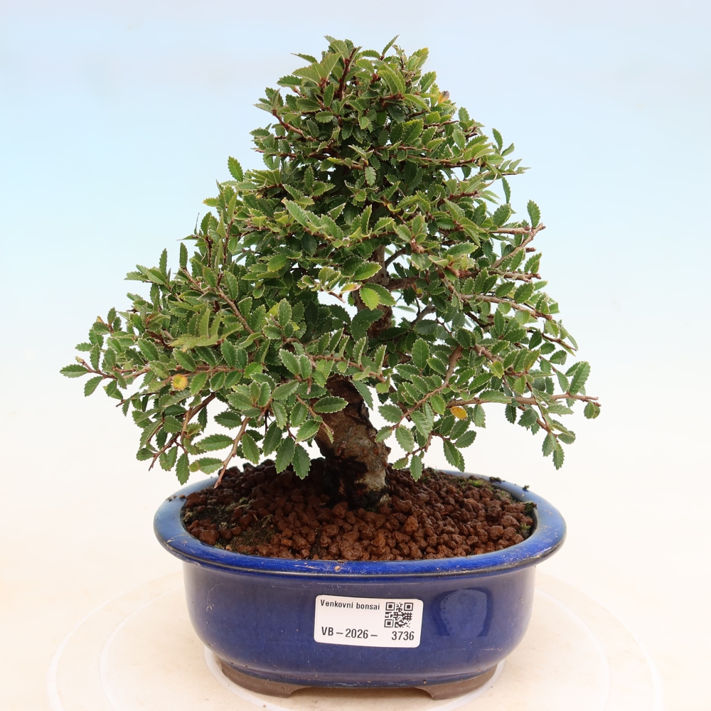 Vonkajšie bonsaje - Zelkova - Zelkova NIRE