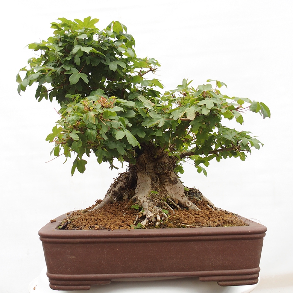 Vonkajší bonsai - Javor Francúzsky - Acer Nonspessulanum