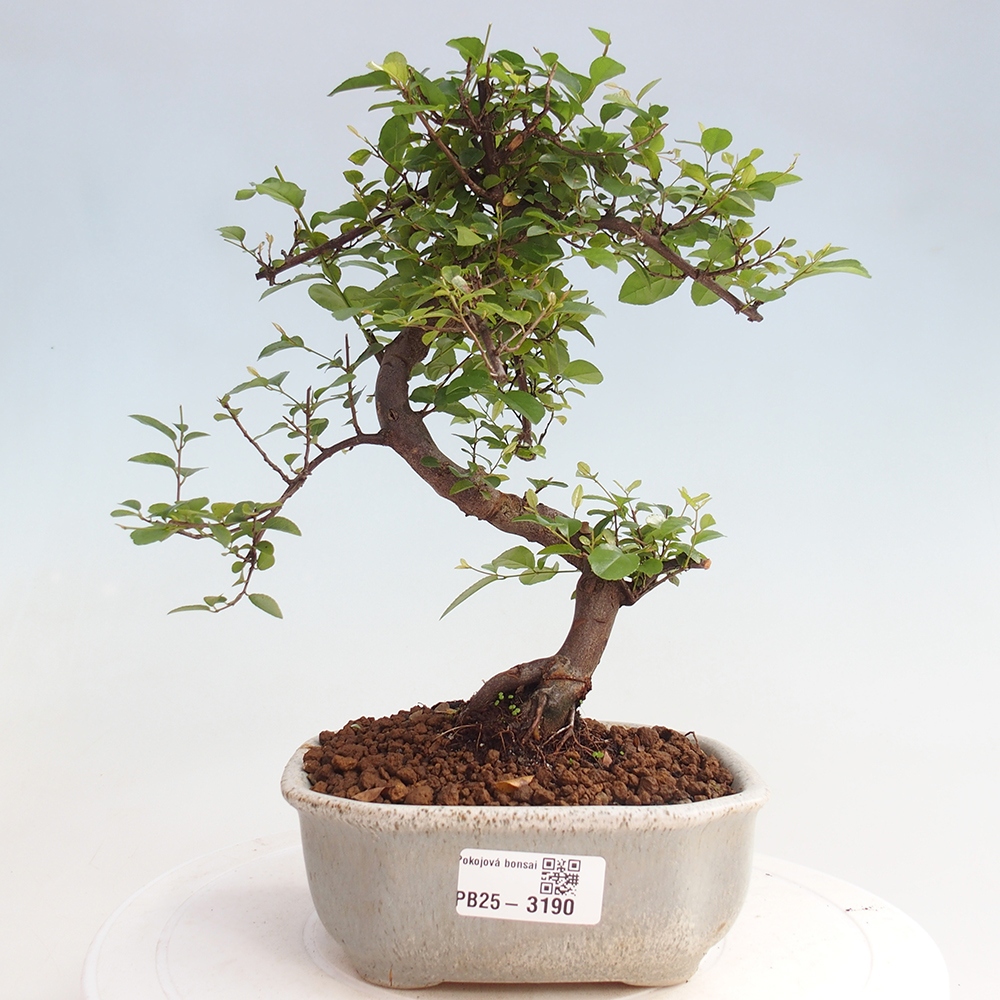 Izbová bonsai - Sagerécia thea - Sagerécia thea