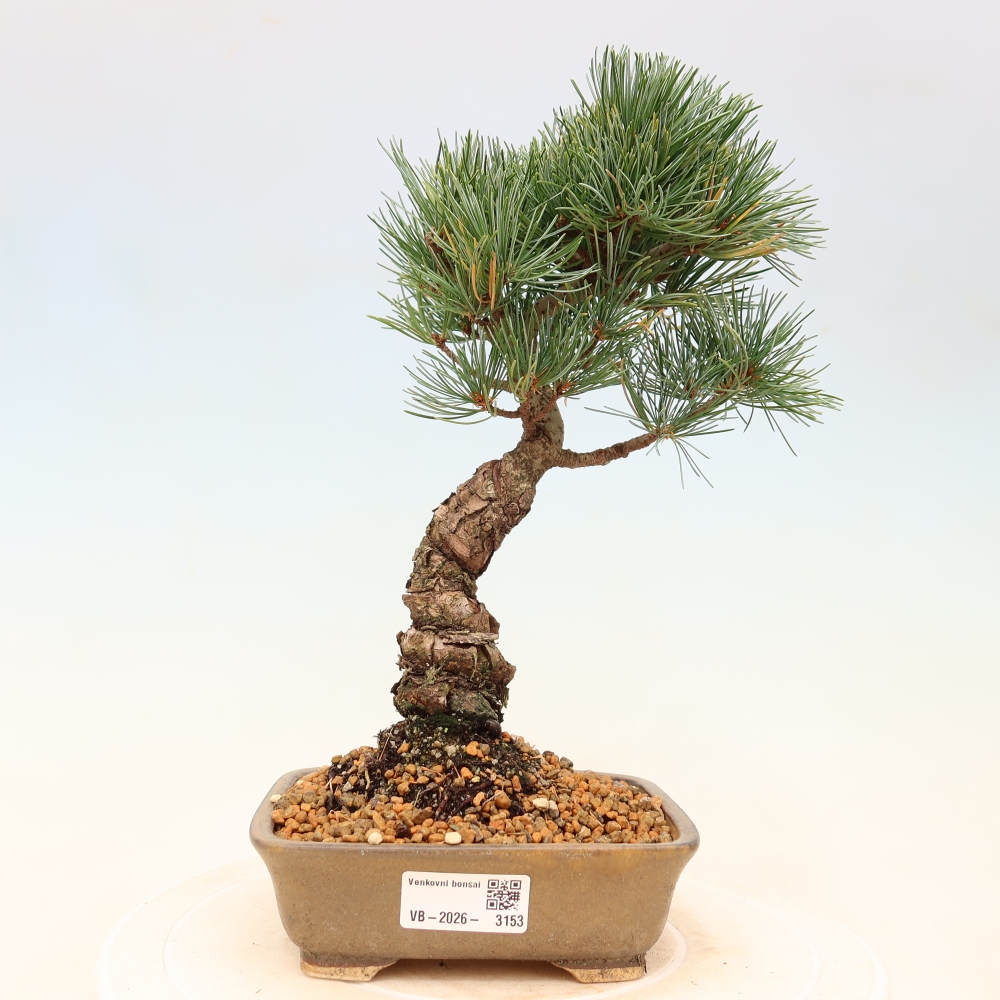 Vonkajšie bonsaje - Pinus parviflora - Pinus parviflora