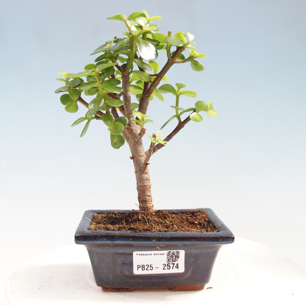 Izbová bonsai - Portulakaria Afra - Tlustice