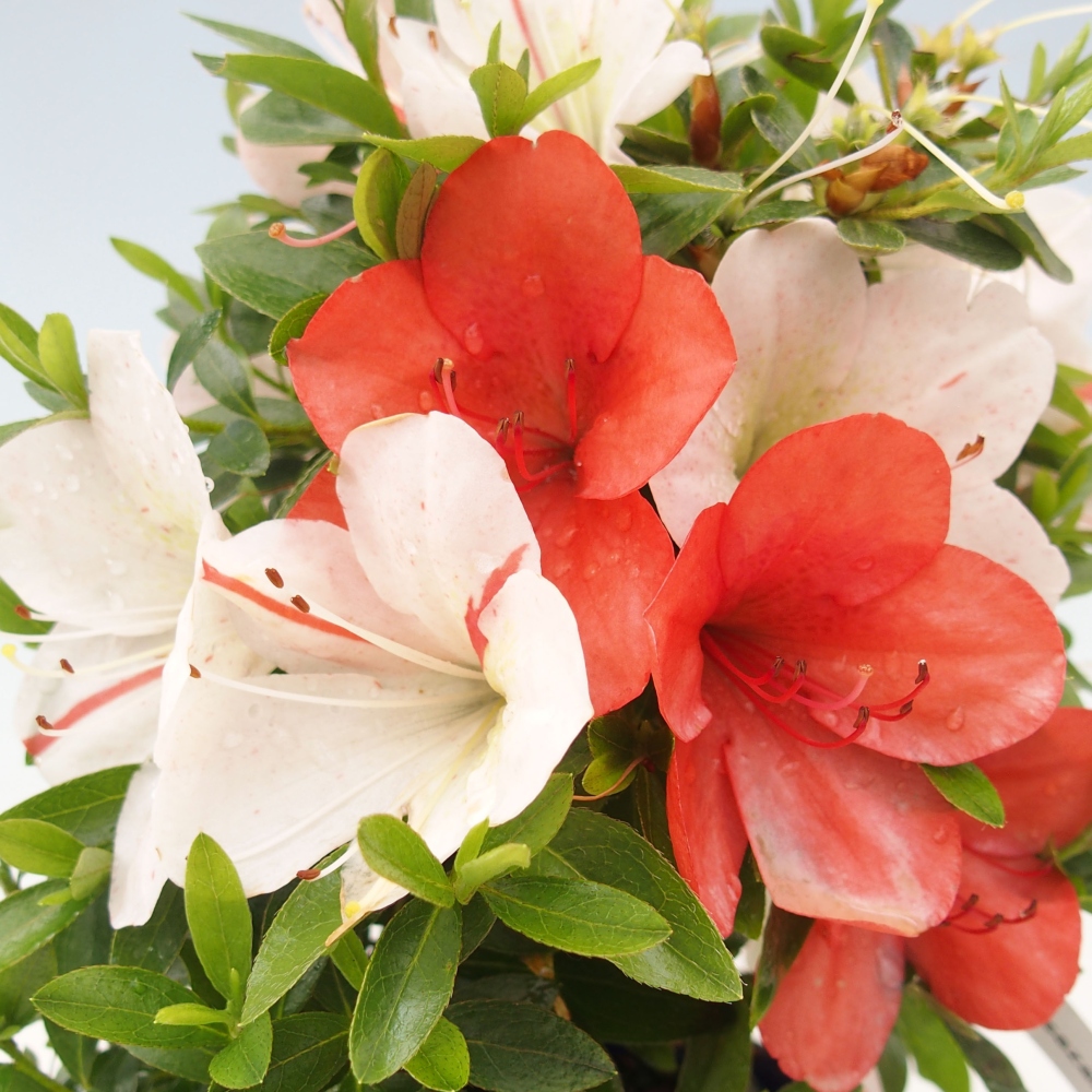 Vonkajší bonsai - Japonská azalka -  Azalea Asazakura