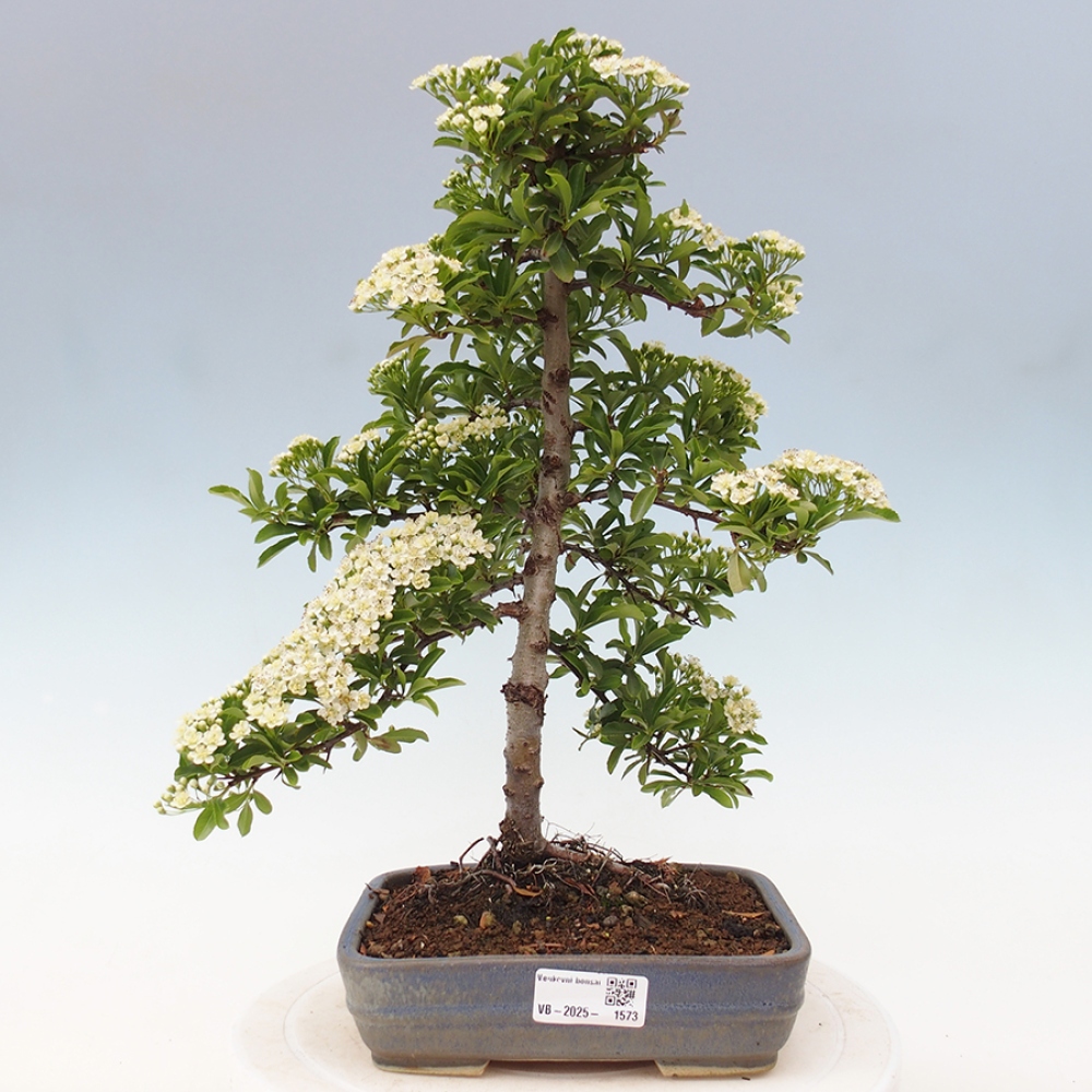 Vonkajšia bonsai-Pyracanta Teton -Hlohyně
