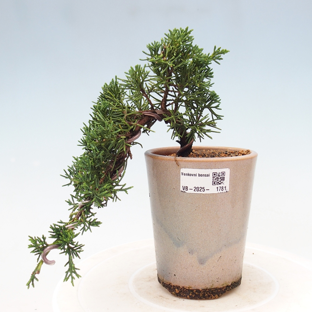 Vonkajší bonsai - Juniperus chinensis Kishu -Jalovec čínsky