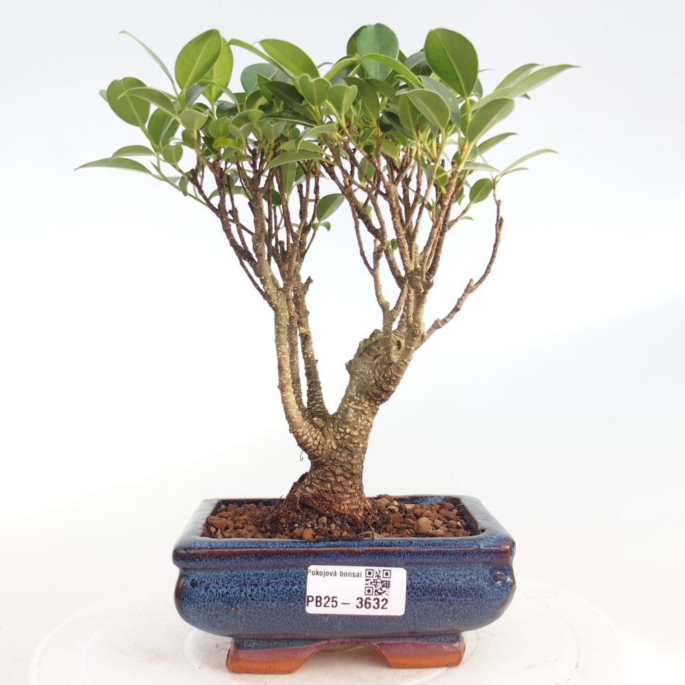 Izbová bonsai - Ficus retusa - malolistý fikus
