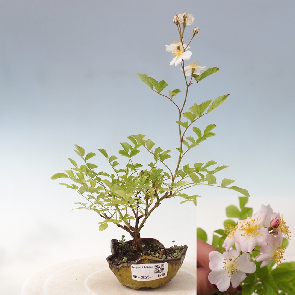 Vonkajší bonsai - Rosa sp. - malokvetá ruža