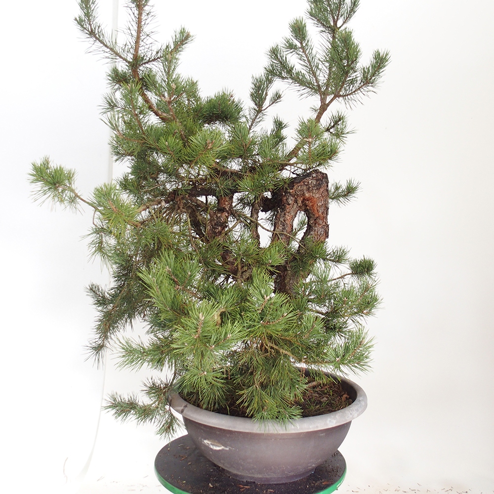 Yamadori - Pinus sylvestris Španielsko
