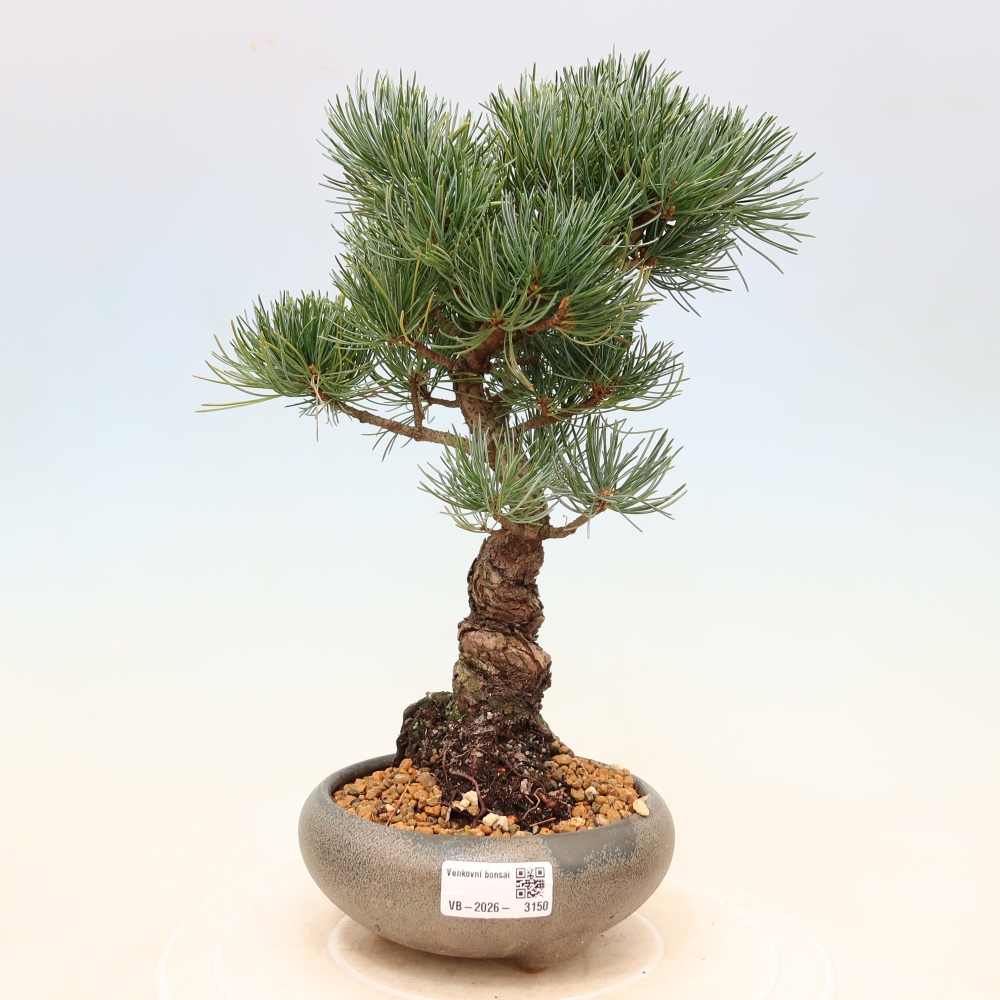 Vonkajšie bonsaje - Pinus parviflora - Pinus parviflora