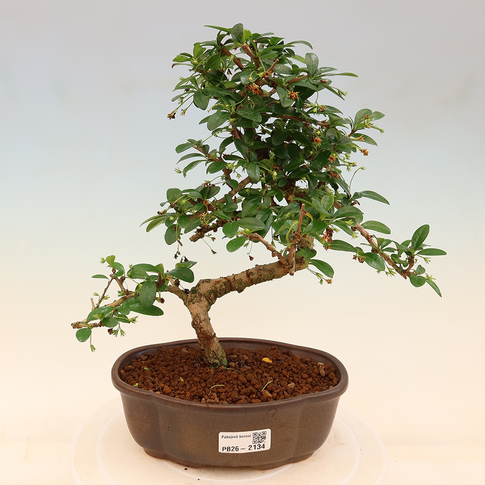 Izbové bonsaje - Carmona macrophylla - Tea fuki