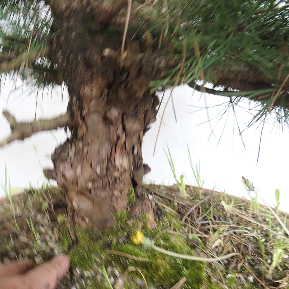 Vonkajší bonsai - Pinus Nigra - Borovica čierna