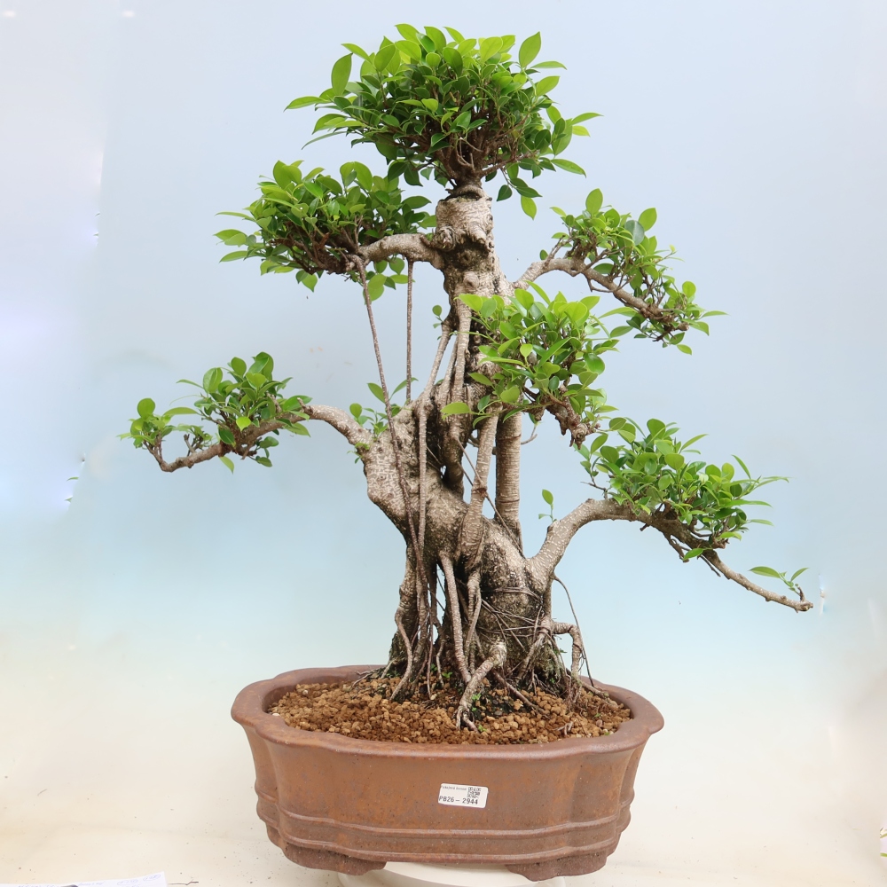 Izbové bonsaje - Ficus kimmen - drobnolistý fikus