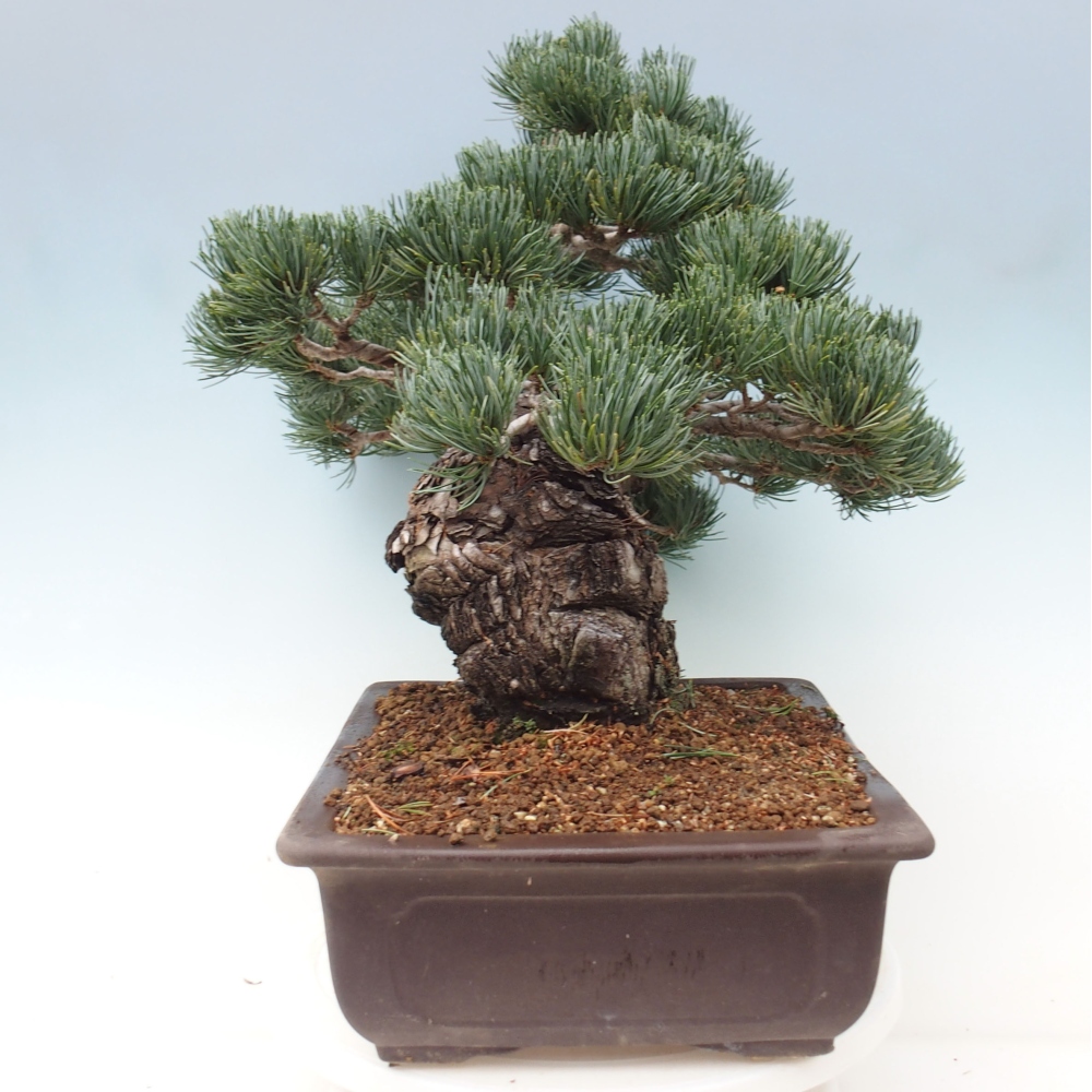 Vonkajšie bonsai - Pinus parviflora - Borovica drobnokvetá