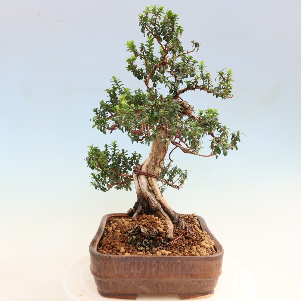 Izba bonsai – Myrtus communis – Myrta obyčajná