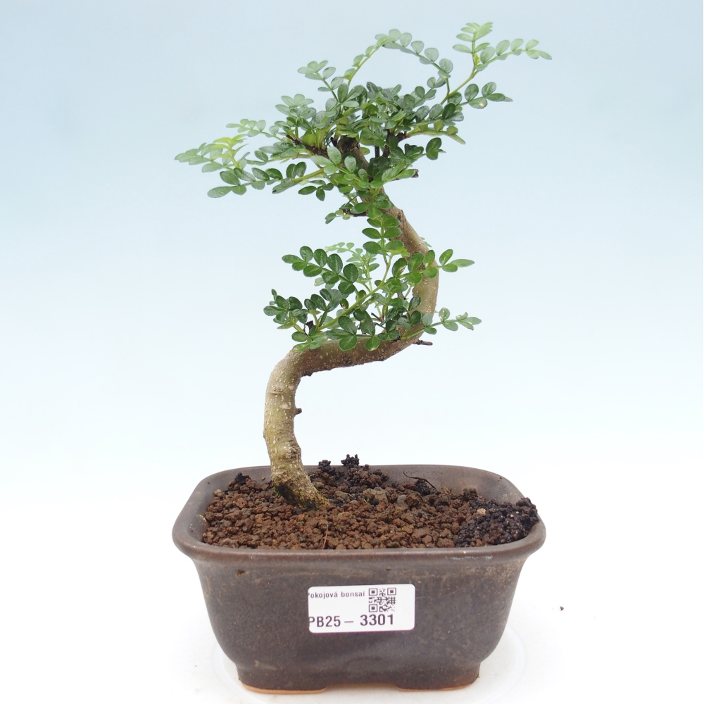 Izbová bonsai - Zantoxylum piperitum - korenistý