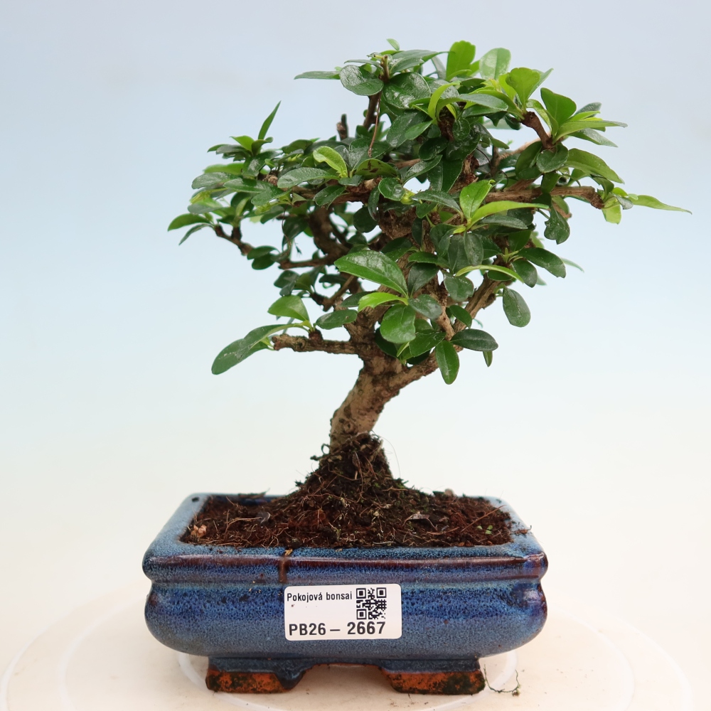 Izbové bonsaje - Carmona macrophylla - Tea fuki