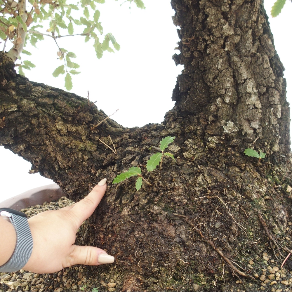 Yamadori - Quercus Ilex -Dub cezmínovitý