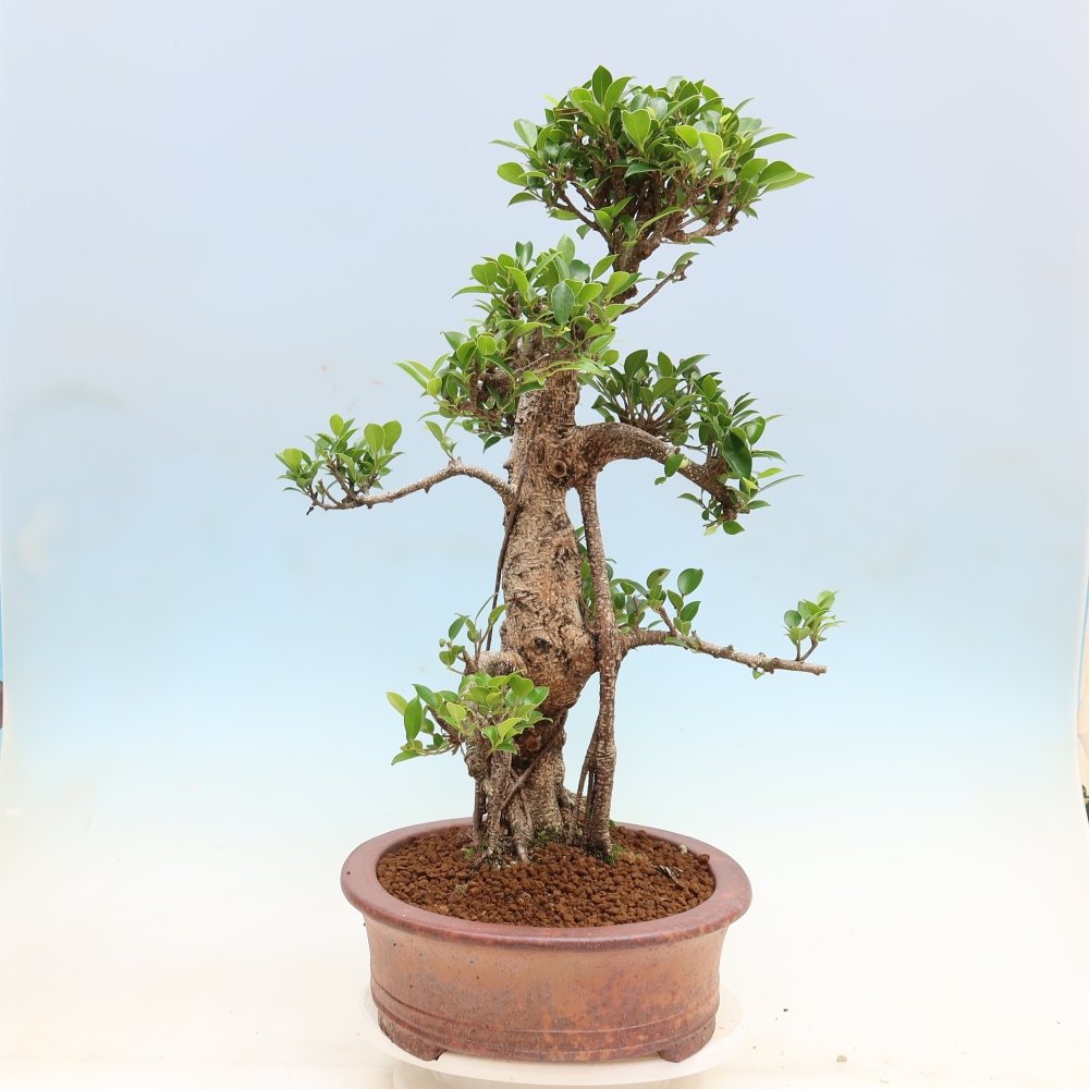 Izbové bonsaje - Ficus kimmen - drobnolistý fikus