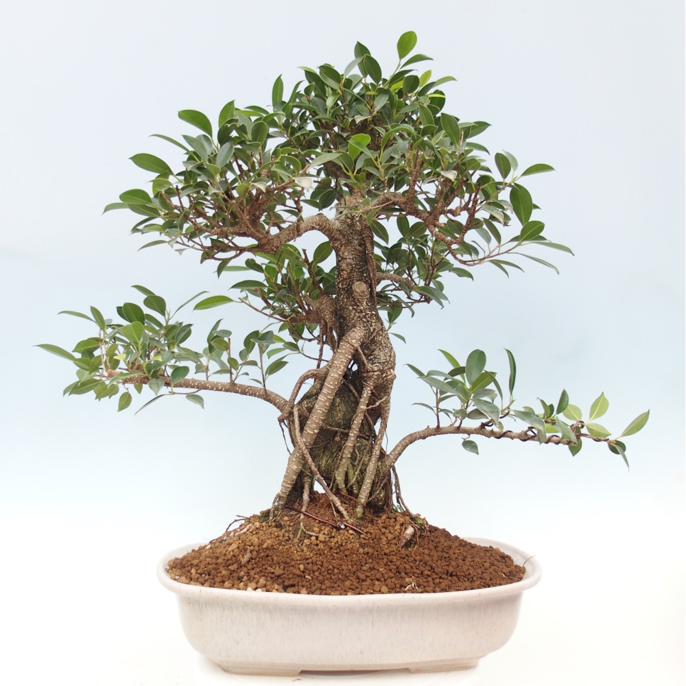 Izbový bonsaj - Ficus kimmen - drobnolistý fikus - len osobný odber alebo preprava na paletách