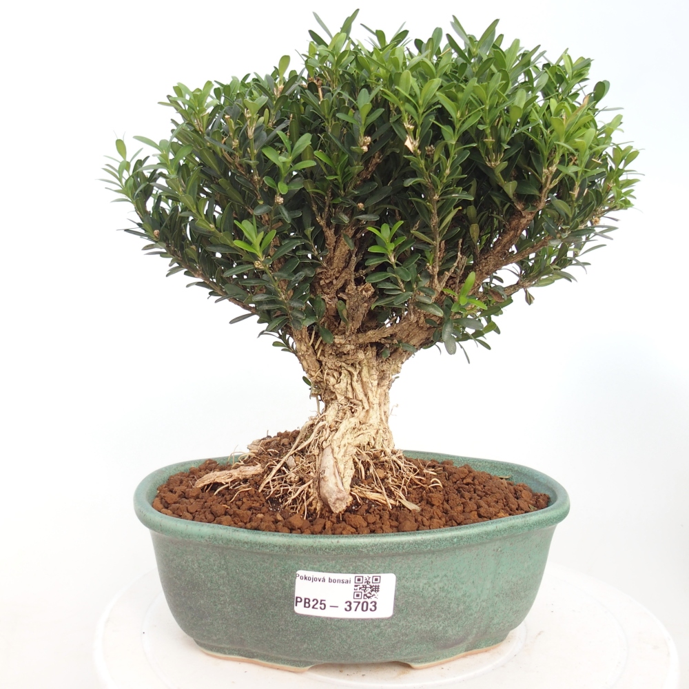 Izbová bonsai - Buxus harlandii - korkový buxus