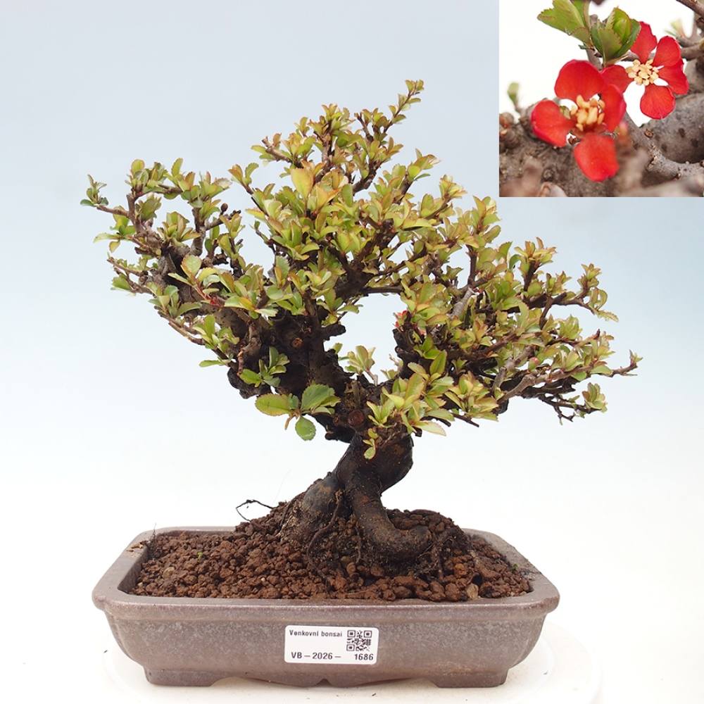 Vonkajšie bonsaje - Chaneomeles speciosa - Kdoule