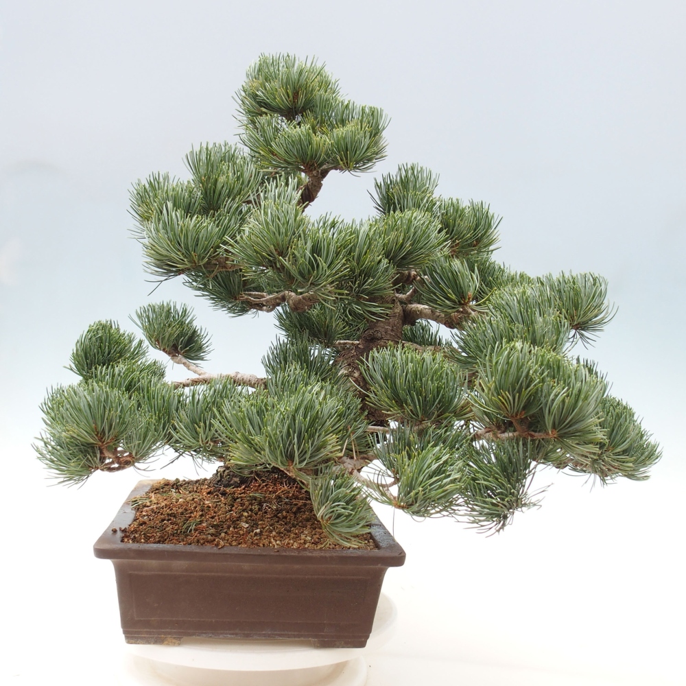 Vonkajšie bonsai - Pinus parviflora - Borovica drobnokvetá