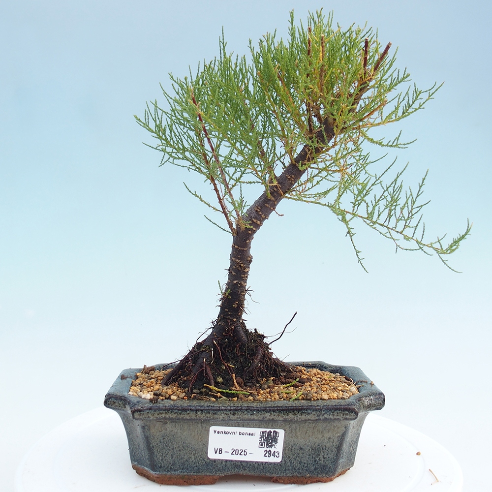 Vonkajší bonsai - Tamariška - Tamarix