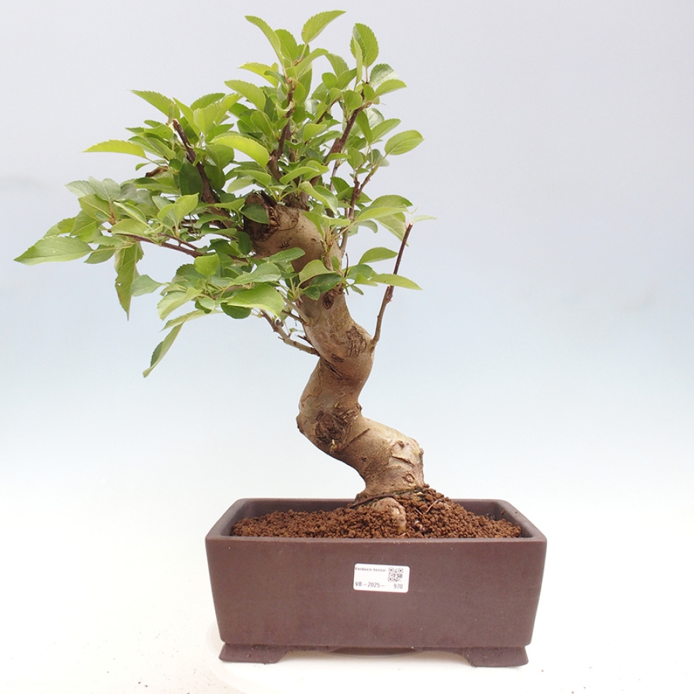 Vonkajší bonsai -Malus halliana - Maloplodá jabloň