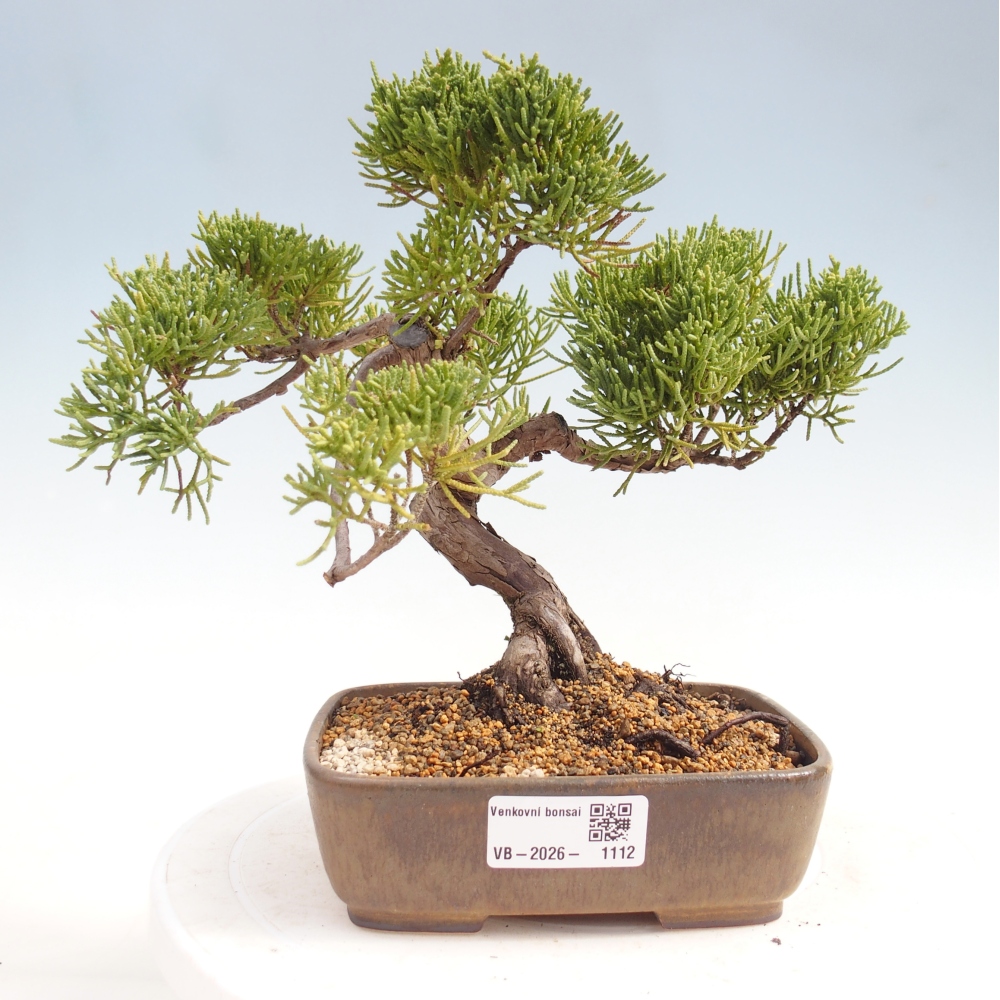 Vonkajší bonsaj - Juniperus chinensis Kishu