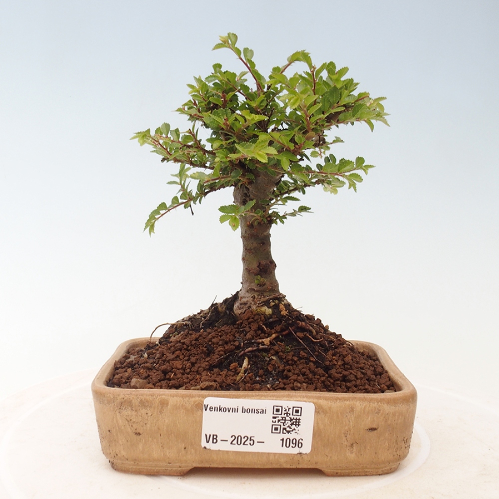 Vonkajší bonsai - Ulmus parvifolia Sagei - Malolistý brest