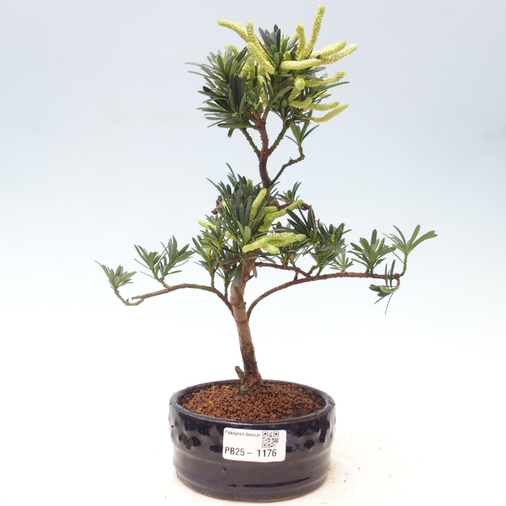 Izbová bonsai - Podocarpus - Kamenný tis