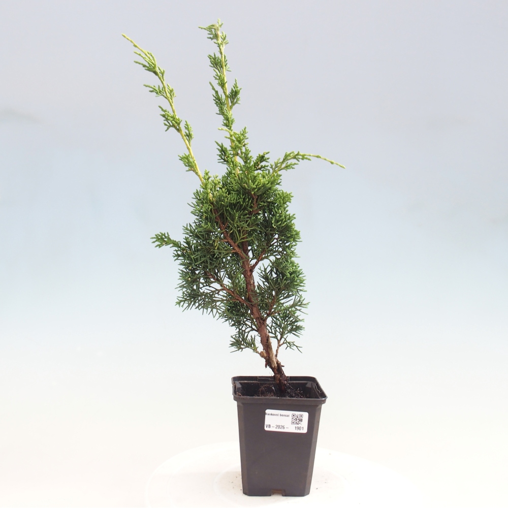 Vonkajší bonsaj - Juniperus chinensis Kishu