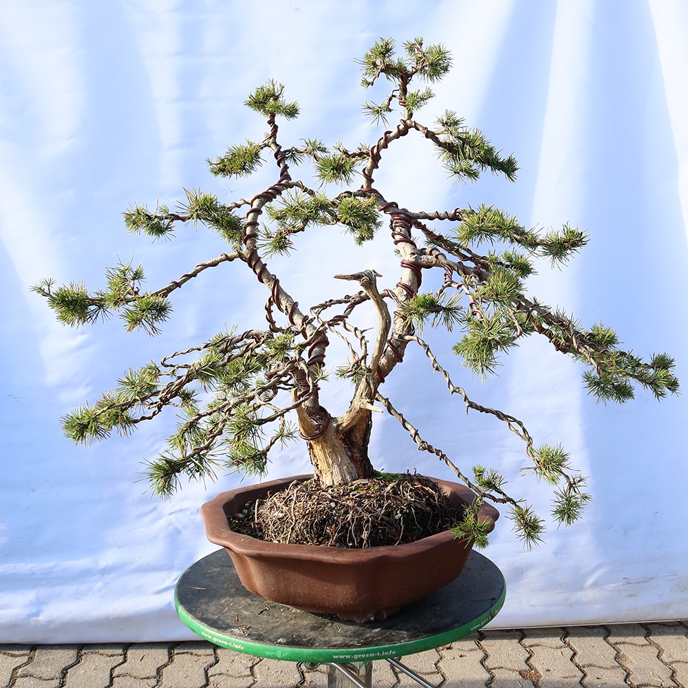 Pinus sylvestris Španielsko – borovica lesná