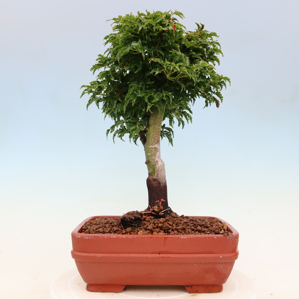 Vonkajšia bonsaj -Javorská palma Acer palmatum Shishigashira