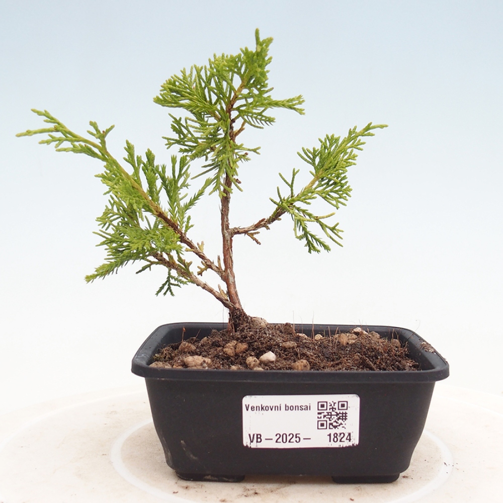 Vonkajší bonsai - Juniperus chinensis Itoigawa -Jalovec čínsky