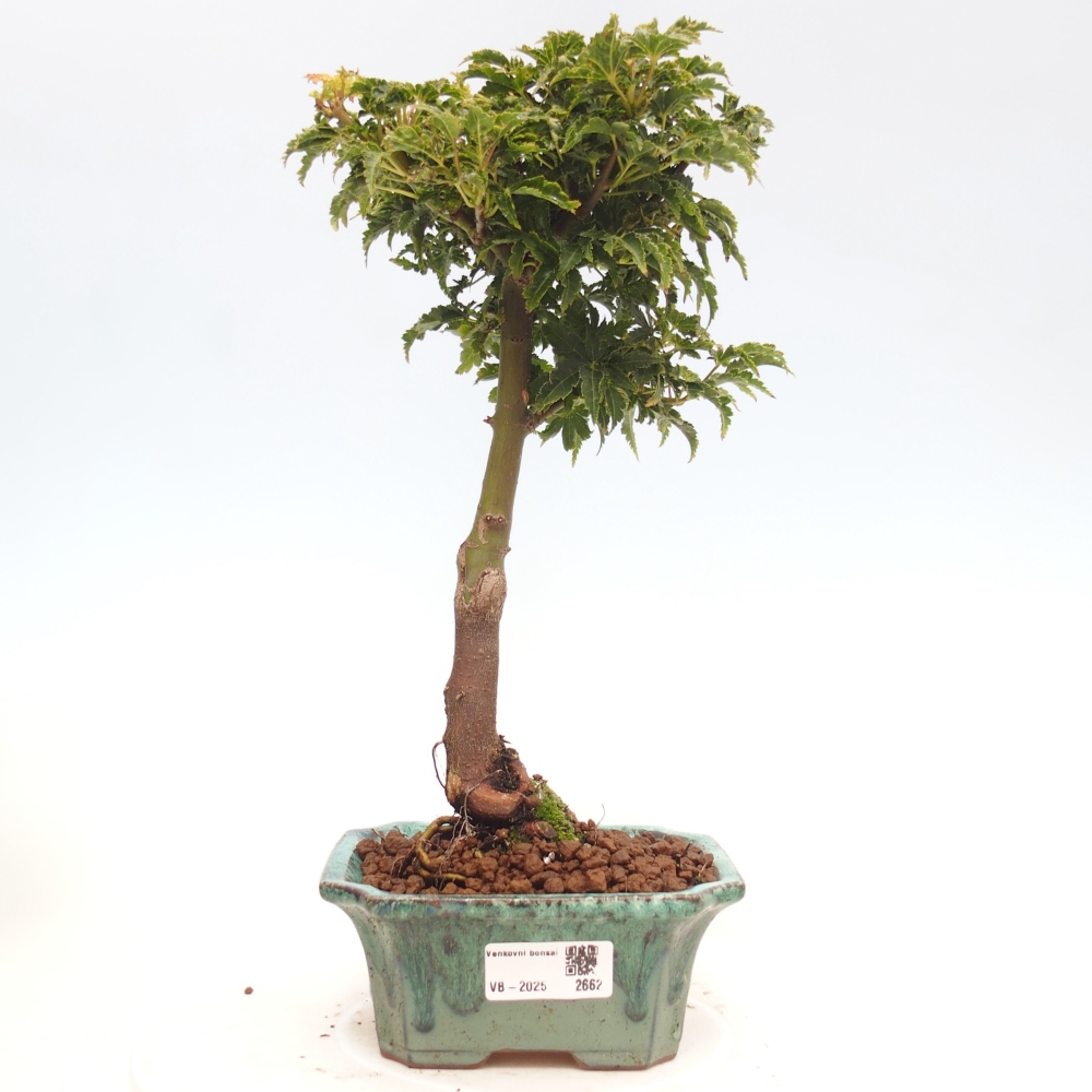 Vonkajší bonsai -Javor dlanitolistý Acer palmatum Shishigashira