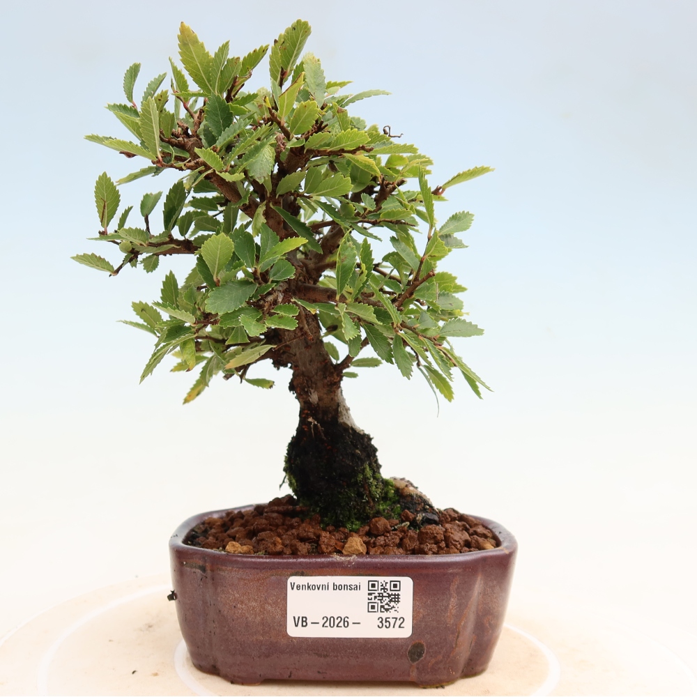 Vonkajšie bonsaje - Zelkova - Zelkova NIRE