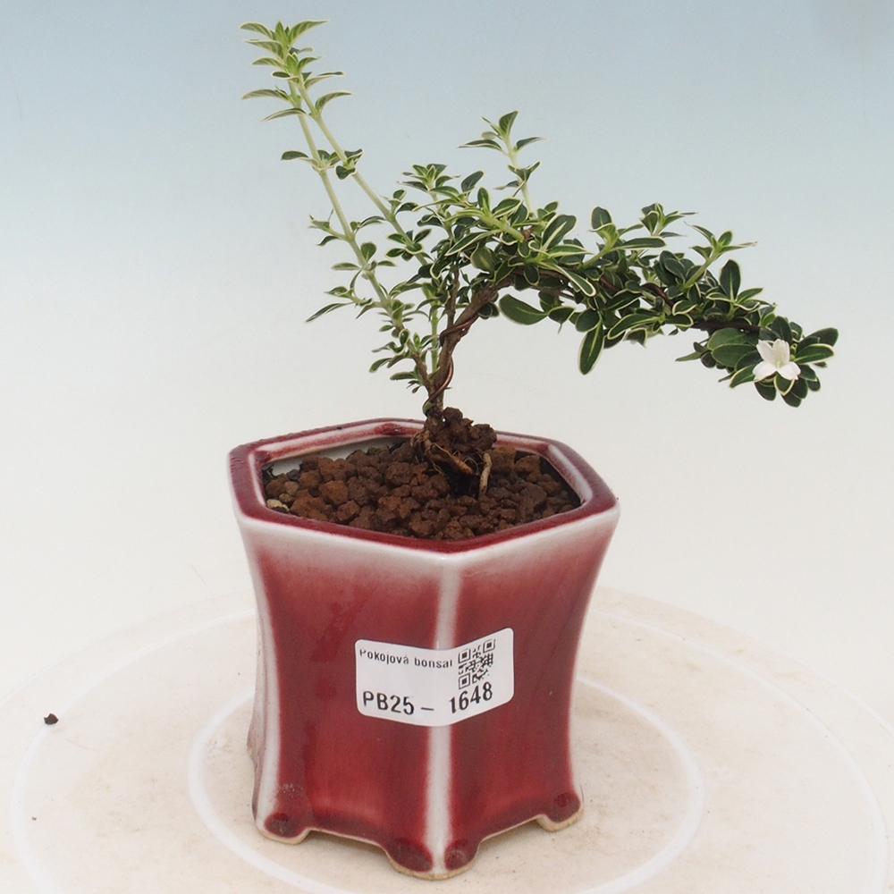 Izbová bonsai - Serissa foetida Variegata - Strom tisíce hviezd