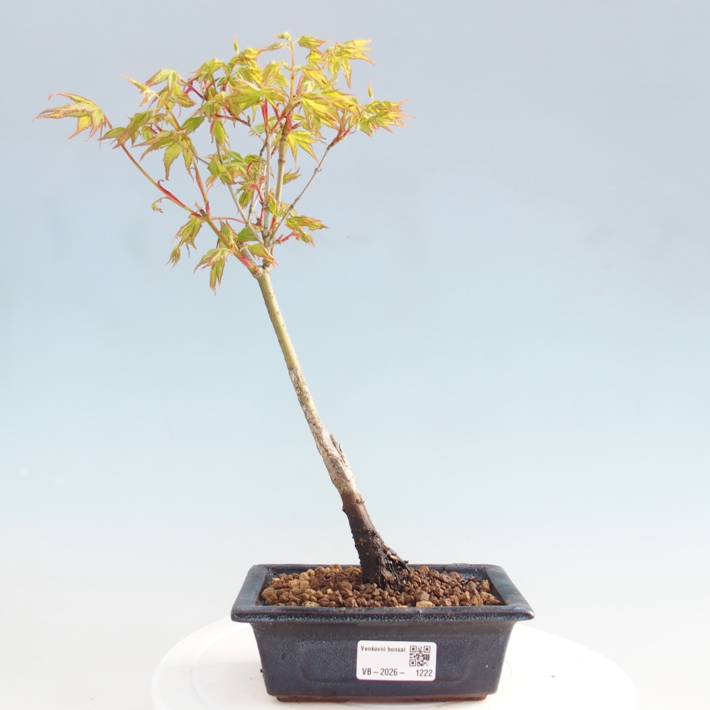 Acer palmatum Aureum - Zlatý javor