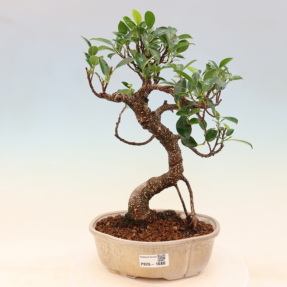 Izbový bonsaj - Ficus retusa - drobnolistý fikus