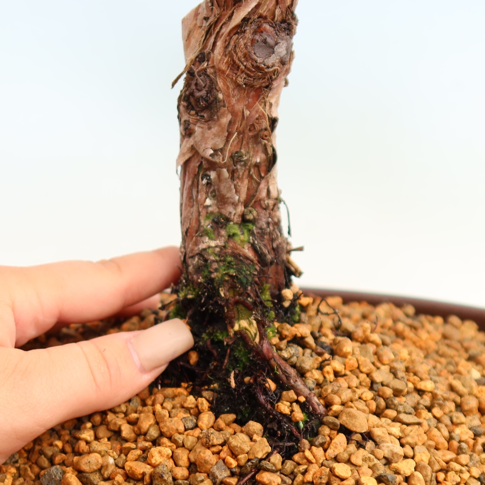 Vonkajší bonsaj - Juniperus chinensis Kishu