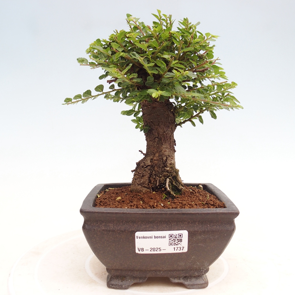 Vonkajší bonsai - Ulmus parvifolia Hokkaido - brest Činski
