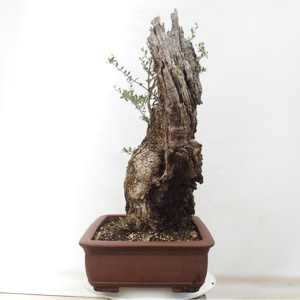 Izbová bonsai - Olea europaea sylvestris -Oliva evropská drobnolistá