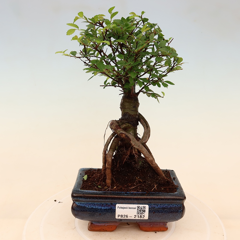 Izbový bonsaj - Ulmus parvifolia - brest malolistý