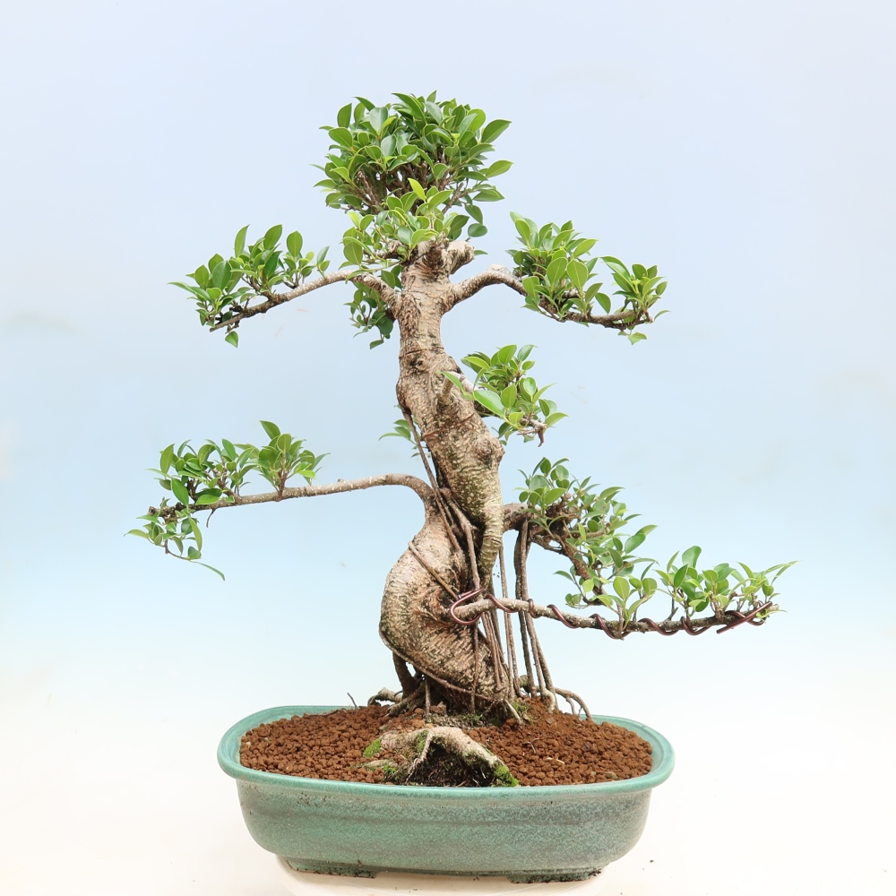 Izbové bonsaje - Ficus kimmen - drobnolistý fikus