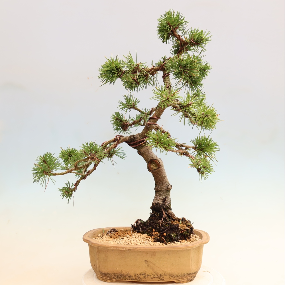 Vonkajšie bonsaje – Pinus mugo Humpy – borovica krivá